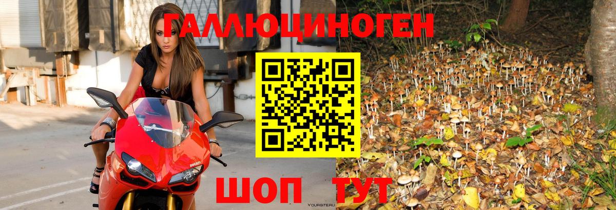 Белово  Псилоцибиновые грибы Cubensis  Вход с VPN  Галлюциногенные грибы MAGIC MUSHROOMS 